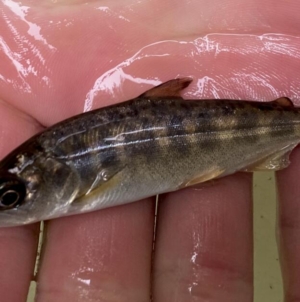 New program aims to boost salmon in Northern California river