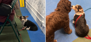 ‘Socially Awkward’ Corgi Attends Puppy Event, Immediately Regrets It