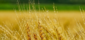 New Gene Editing Method Could Prevent Barley Diseases