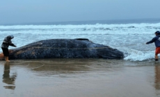 Scientists investigate death of gray whale washed ashore in L.A.