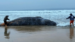 Scientists investigate death of gray whale washed ashore in L.A.