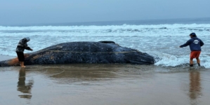 Scientists investigate death of gray whale washed ashore in L.A.