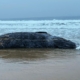 Scientists investigate death of gray whale washed ashore in L.A.