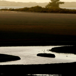 California bill would restore water protections for wetlands