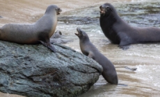 Mystery surrounds decapitation of sea lion in Northern California