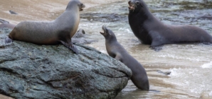 Mystery surrounds decapitation of sea lion in Northern California