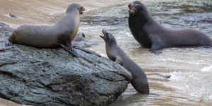 Mystery surrounds decapitation of sea lion in Northern California