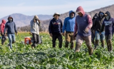 Farm groups look to stabilize workforce amid immigration crackdown