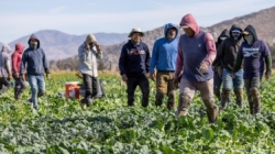 Farm groups look to stabilize workforce amid immigration crackdown