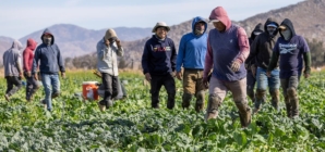 Farm groups look to stabilize workforce amid immigration crackdown