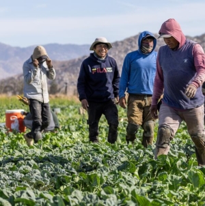 Farm groups look to stabilize workforce amid immigration crackdown