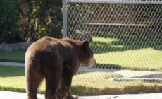 For California towns with bear problems, using dogs to hunt is no fix