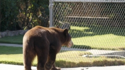 For California towns with bear problems, using dogs to hunt is no fix