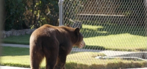 For California towns with bear problems, using dogs to hunt is no fix