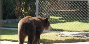 For California towns with bear problems, using dogs to hunt is no fix