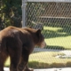 For California towns with bear problems, using dogs to hunt is no fix