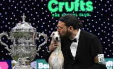 Miuccia the Italian whippet named best in show