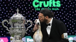 Miuccia the Italian whippet named best in show