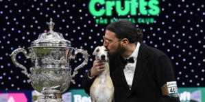 Miuccia the Italian whippet named best in show