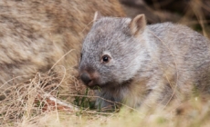 U.S. influencer criticized in Australia for taking baby wombat from its mother