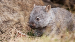 U.S. influencer criticized in Australia for taking baby wombat from its mother