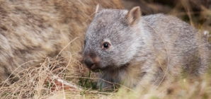 U.S. influencer criticized in Australia for taking baby wombat from its mother