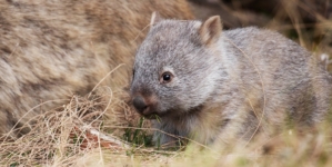 U.S. influencer criticized in Australia for taking baby wombat from its mother