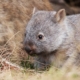 U.S. influencer criticized in Australia for taking baby wombat from its mother