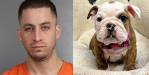 Deputies arrest suspects who allegedly stole English bulldog puppies from pet store after fake seizure