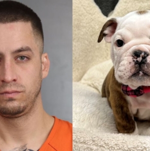 Deputies arrest suspects who allegedly stole English bulldog puppies from pet store after fake seizure