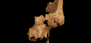 Discovery of partial face fossil belongs to oldest human ancestor in Western Europe