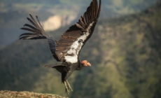 Condor released into the wild from L.A. Zoo dies from lead poisoning