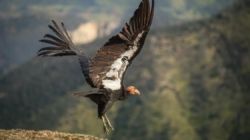 Condor released into the wild from L.A. Zoo dies from lead poisoning