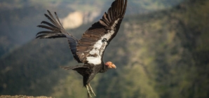 Condor released into the wild from L.A. Zoo dies from lead poisoning