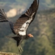 Condor released into the wild from L.A. Zoo dies from lead poisoning