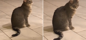 Hysterics at Cat’s Reaction to Owners Up for Breakfast by 5 a.m. for Ramadan