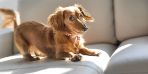 Internet Can’t Cope With Puppy Who Walks Owner to Elevator Every Day