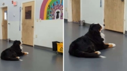 Video of What Pup Does at Doggy Daycare Has Internet ‘Sobbing’