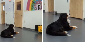 Video of What Pup Does at Doggy Daycare Has Internet ‘Sobbing’