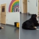 Video of What Pup Does at Doggy Daycare Has Internet ‘Sobbing’