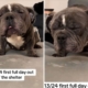 Woman Films Dog’s First Day Out Shelter, 5 Months Later She’s Unrecognizable