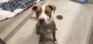 Shelter Euthanizes Dog After Volunteer Has Face ‘Savagely Mauled’