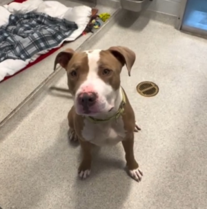 Shelter Euthanizes Dog After Volunteer Has Face ‘Savagely Mauled’