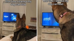 German Shepherd’s Reaction to TV Show Has Owner Convinced ‘My Dog Can Read’