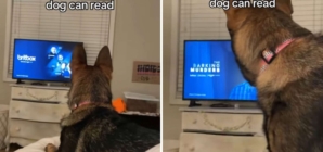 German Shepherd’s Reaction to TV Show Has Owner Convinced ‘My Dog Can Read’