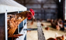 In bird flu fight, Agriculture Department almost doubling the $1.1 billion already spent