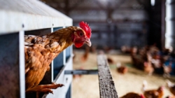 In bird flu fight, Agriculture Department almost doubling the $1.1 billion already spent