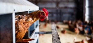 In bird flu fight, Agriculture Department almost doubling the $1.1 billion already spent