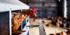 In bird flu fight, Agriculture Department almost doubling the $1.1 billion already spent