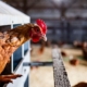 In bird flu fight, Agriculture Department almost doubling the $1.1 billion already spent